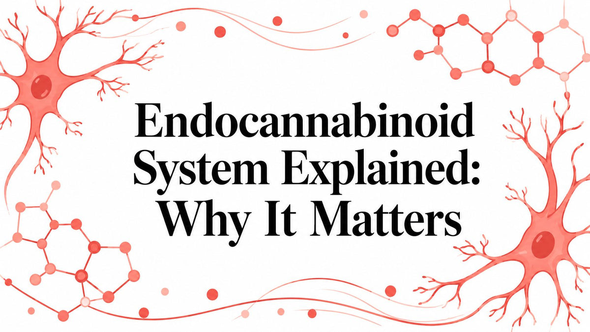 Endocannabinoid System Explained: Why It Matters